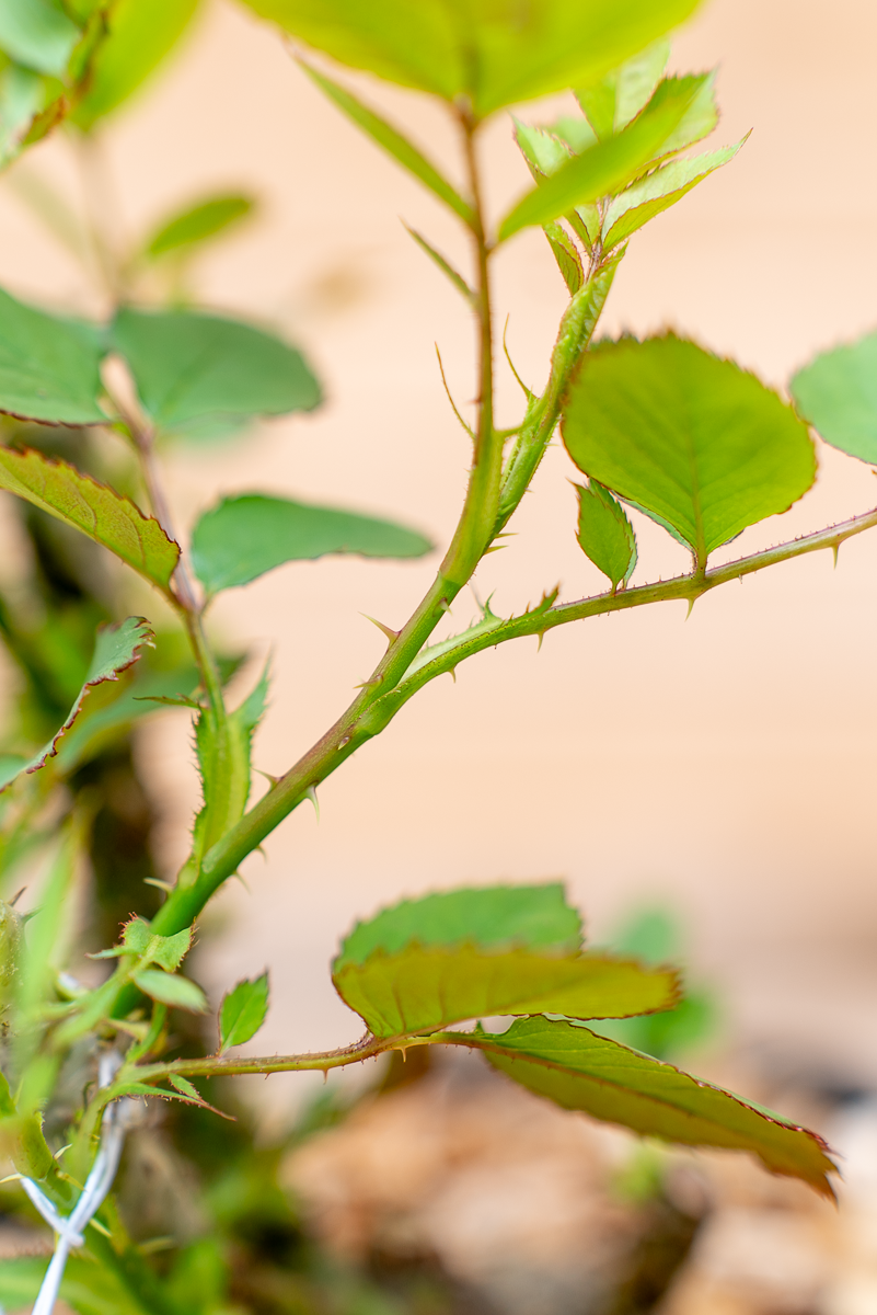 Rosa Imperatrice Farah