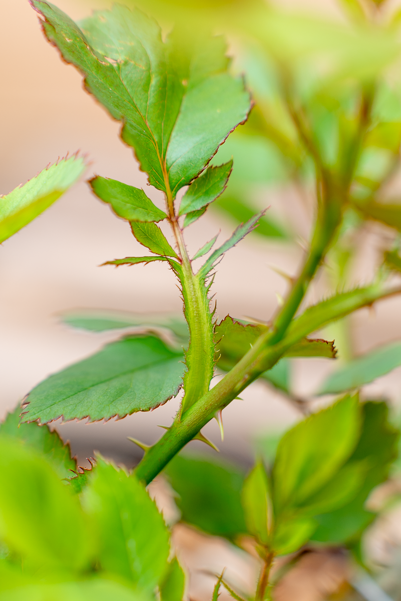 Rosa Imperatrice Farah