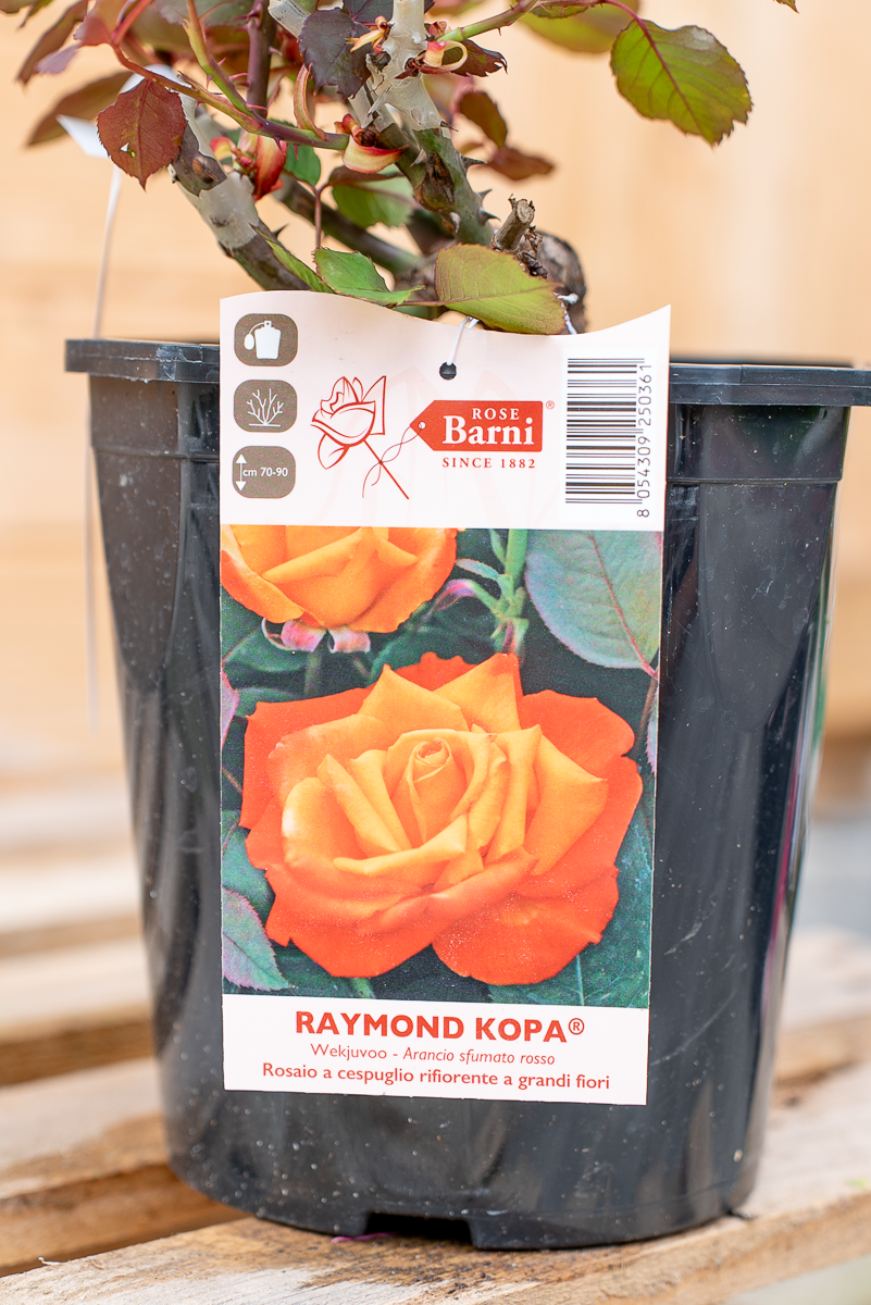 Rosa Raymond Kopa
