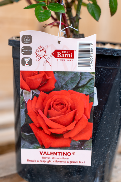 Rosa Valentino