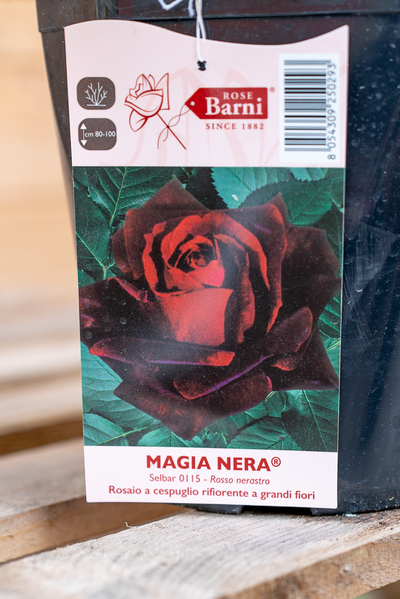 Rosa Magia Nera