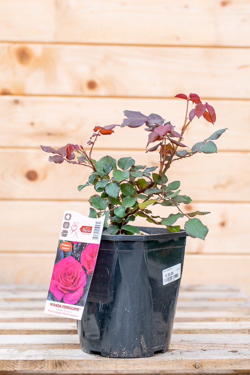 Rosa Wanda Ferragamo