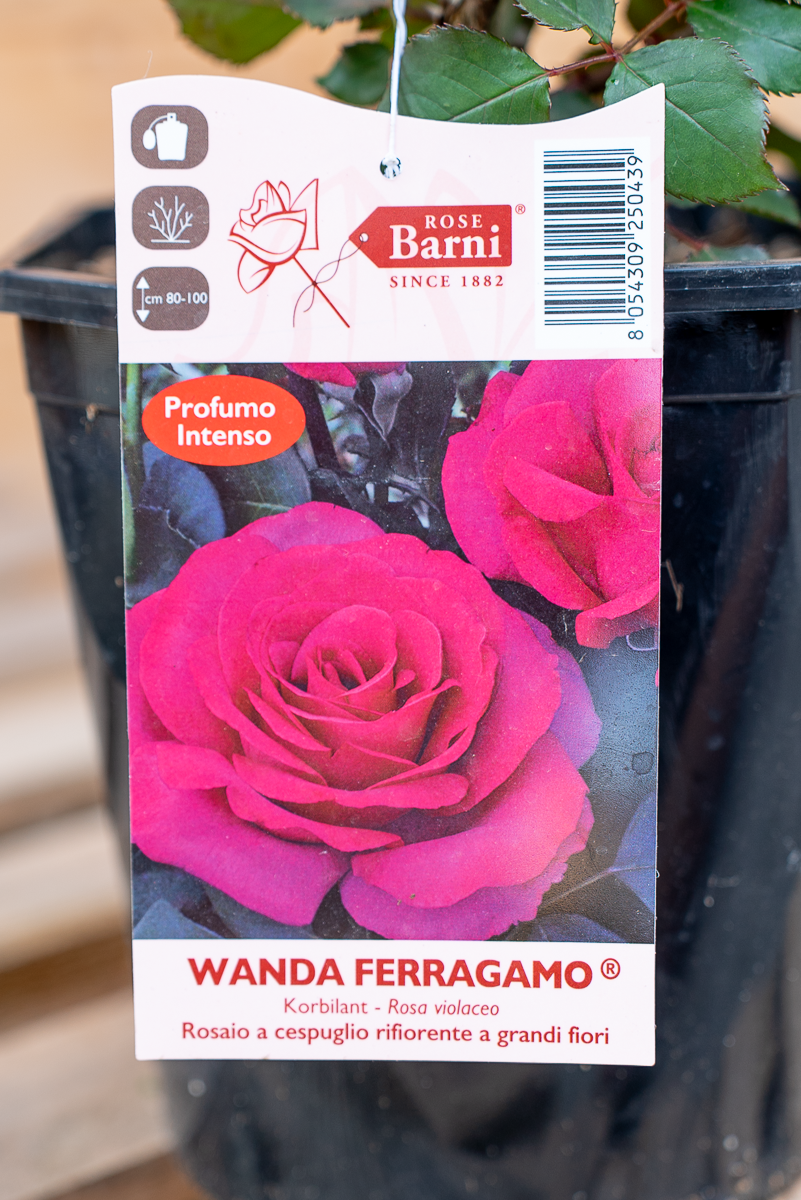 Rosa Wanda Ferragamo