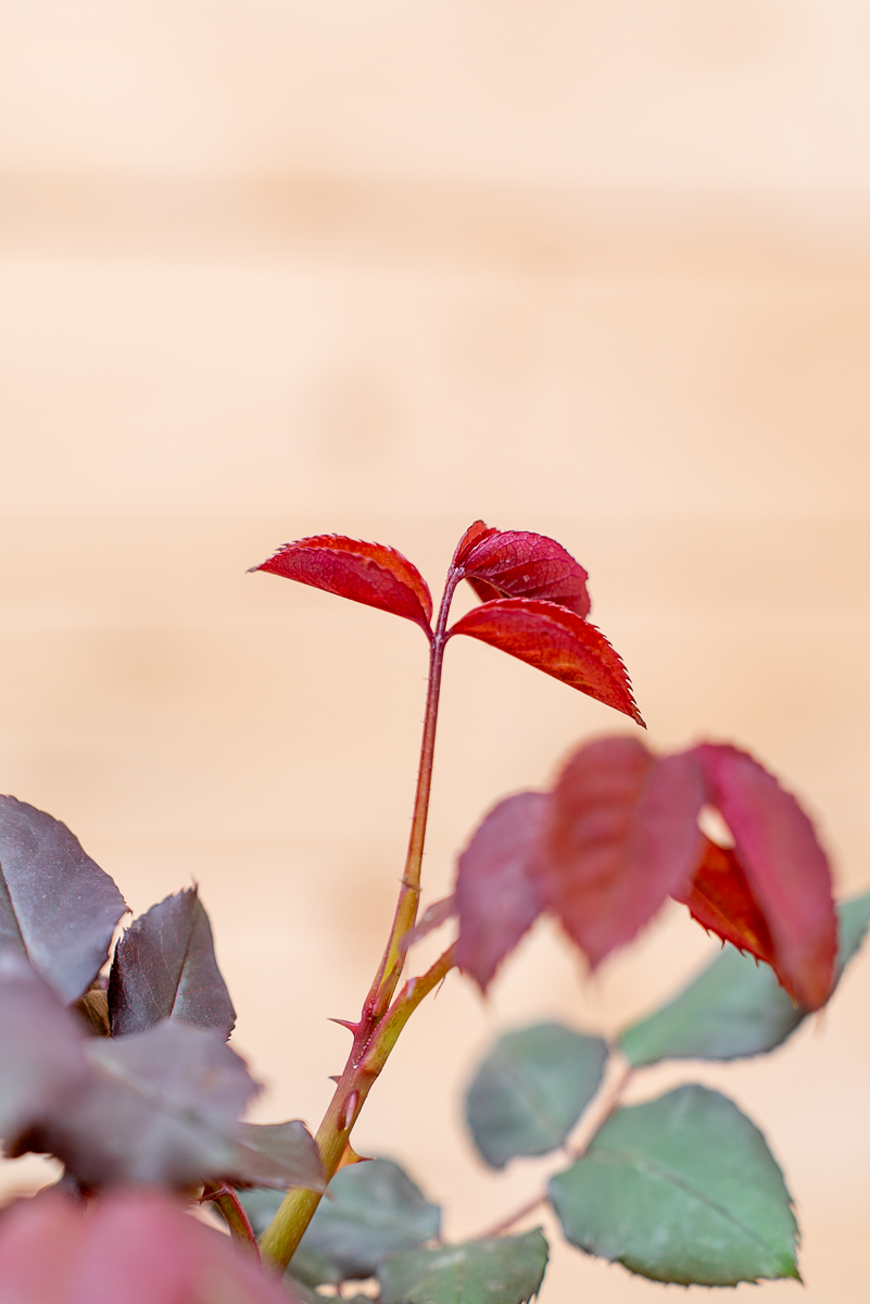 Rosa Wanda Ferragamo