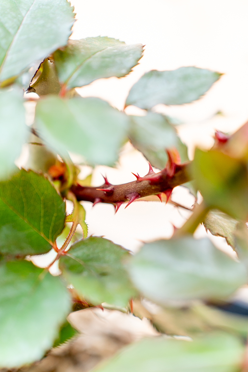 Rosa Wanda Ferragamo