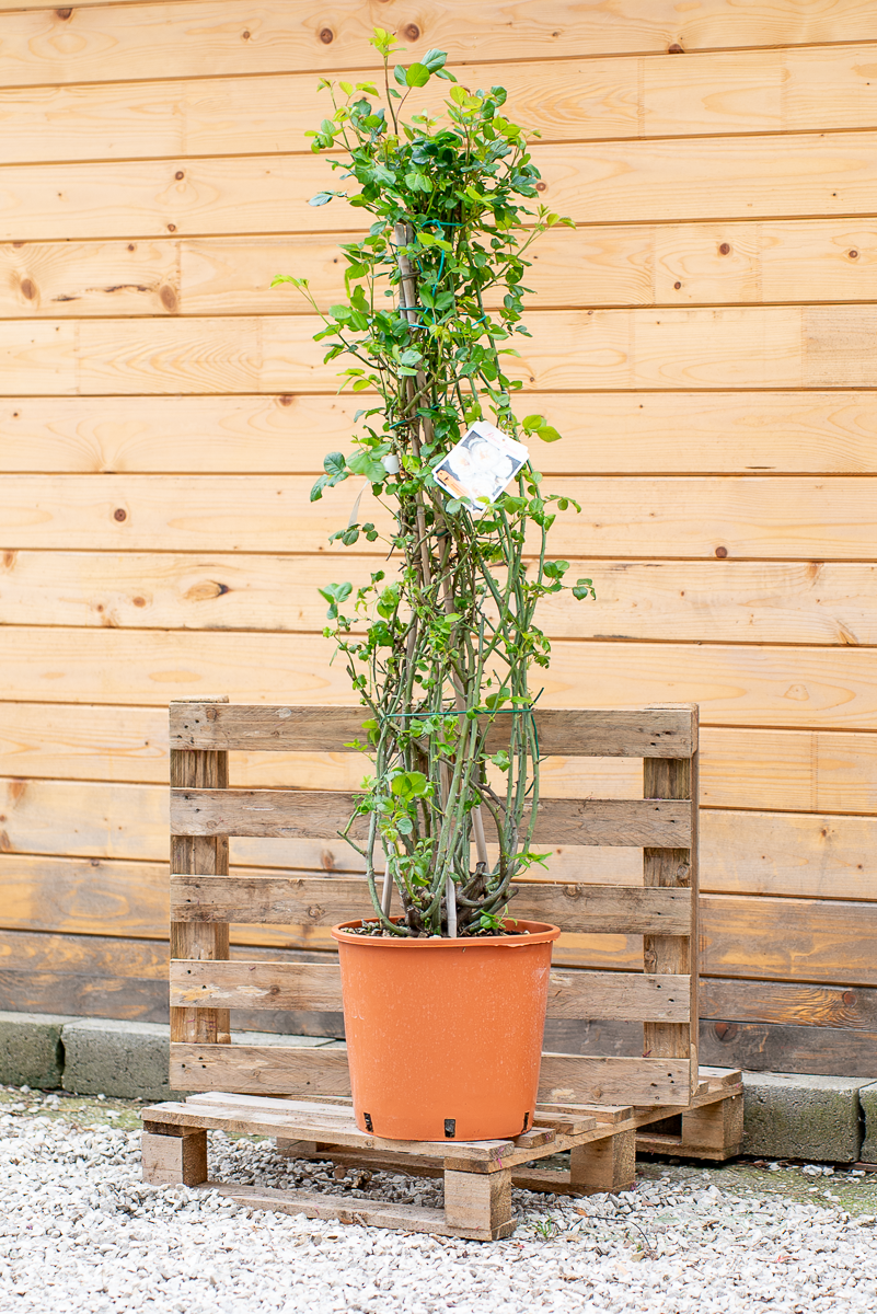 Rosa Uetersener Klosterrose