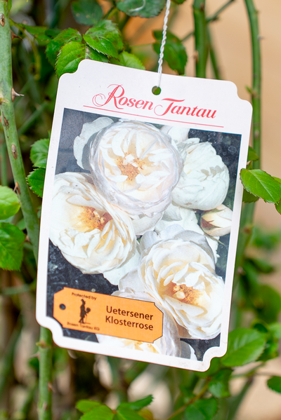 Rosa Uetersener Klosterrose