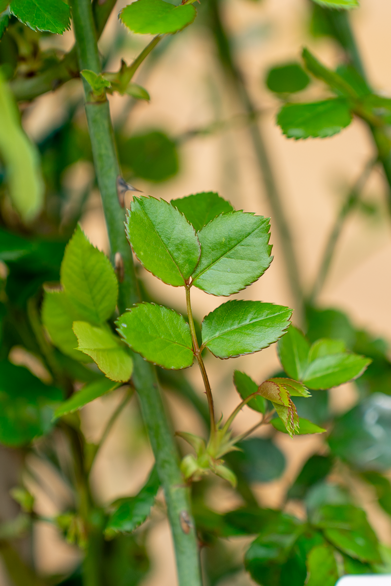 Rosa Uetersener Klosterrose