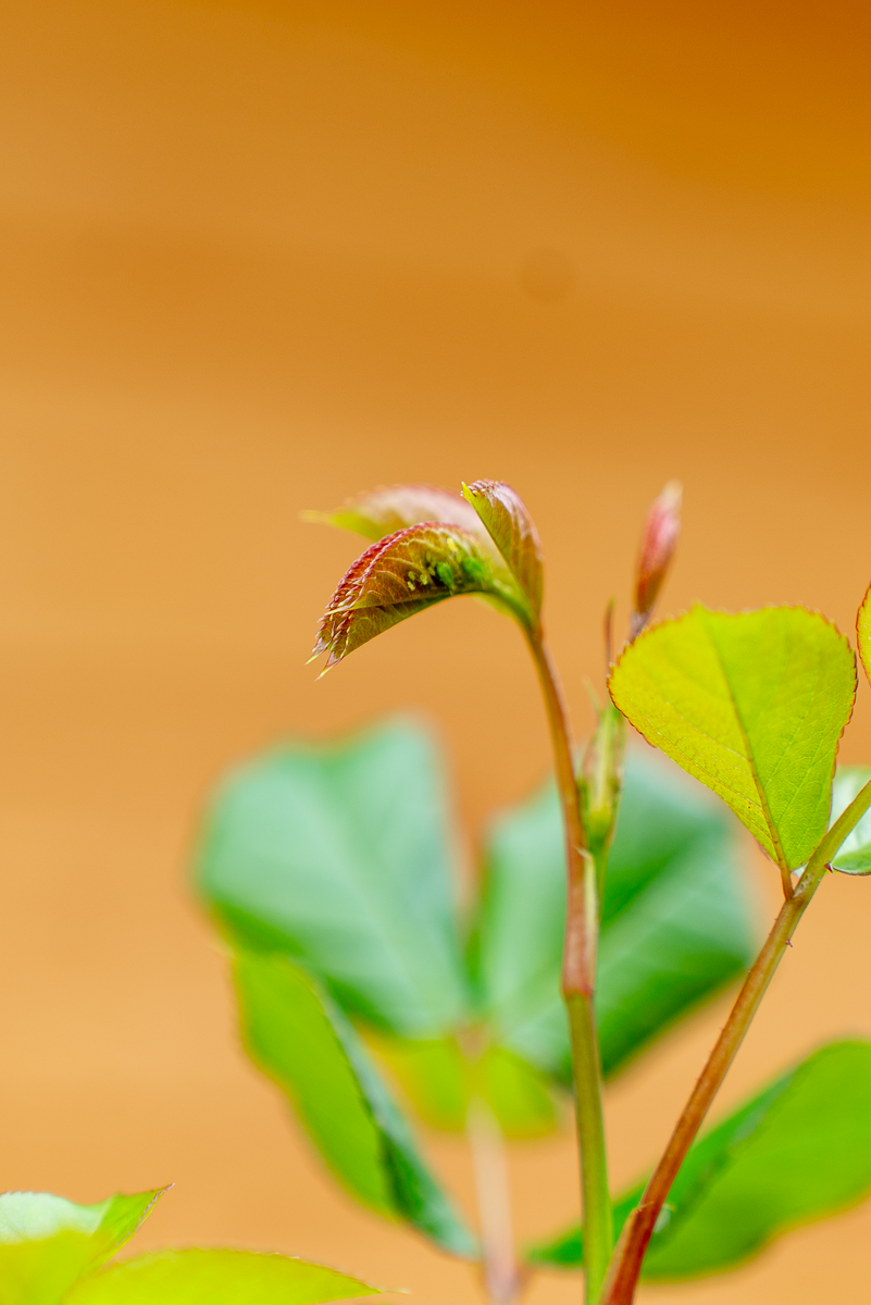 Rosa Uetersener Klosterrose