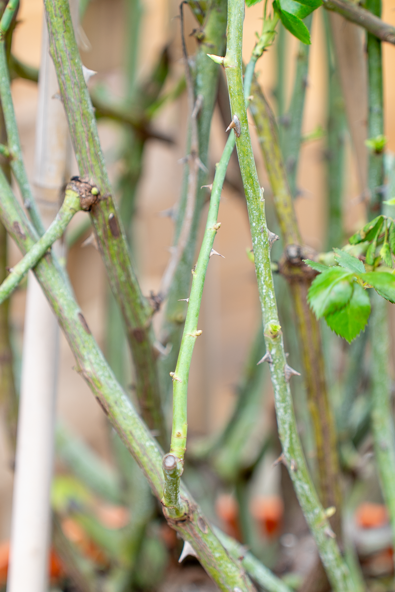 Rosa Uetersener Klosterrose