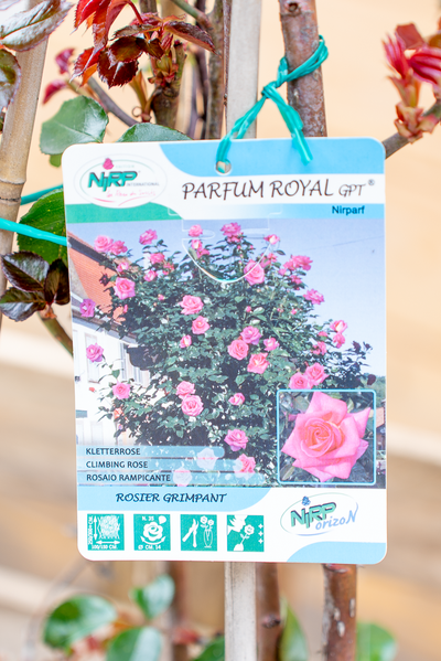Rosa Parfum Royal