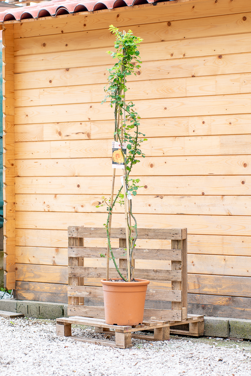 Rosa Rampicante Red Flame