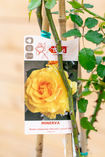 Rosa Rampicante Red Flame