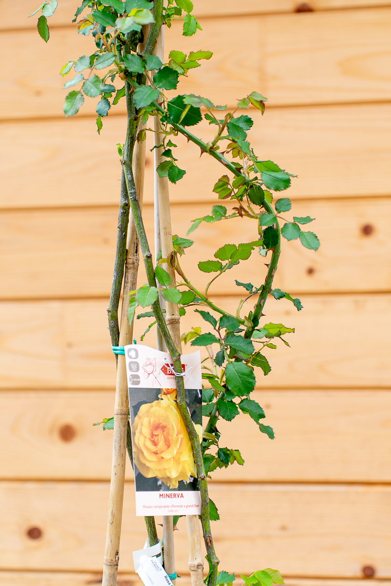 Rosa Rampicante Red Flame
