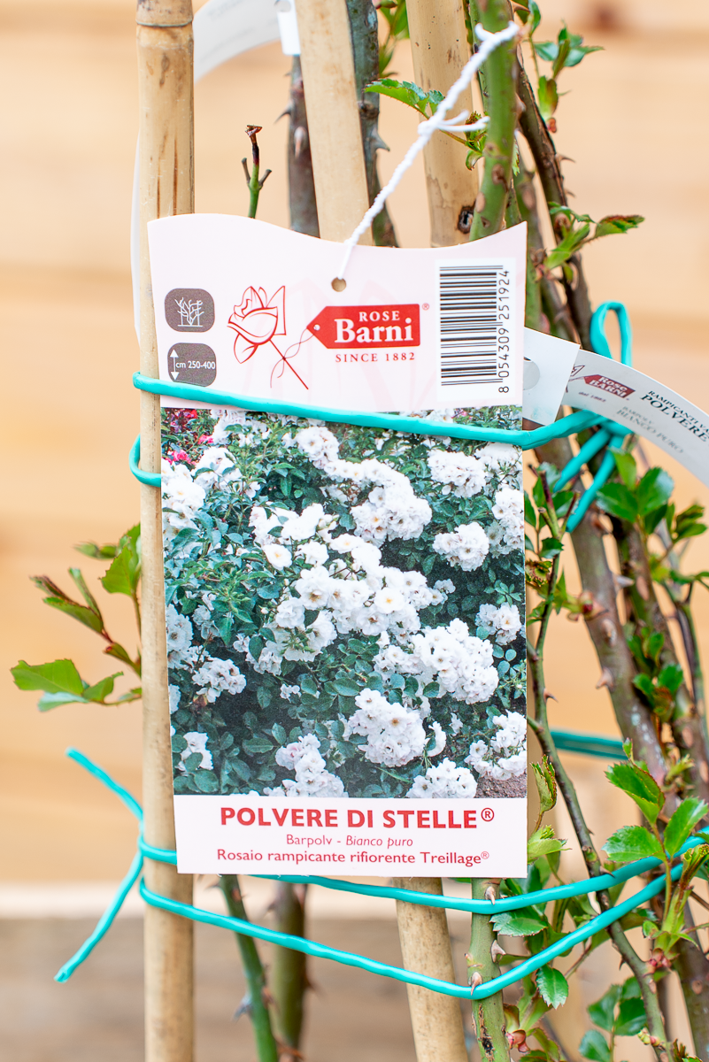 Rosa Polvere Di Stelle