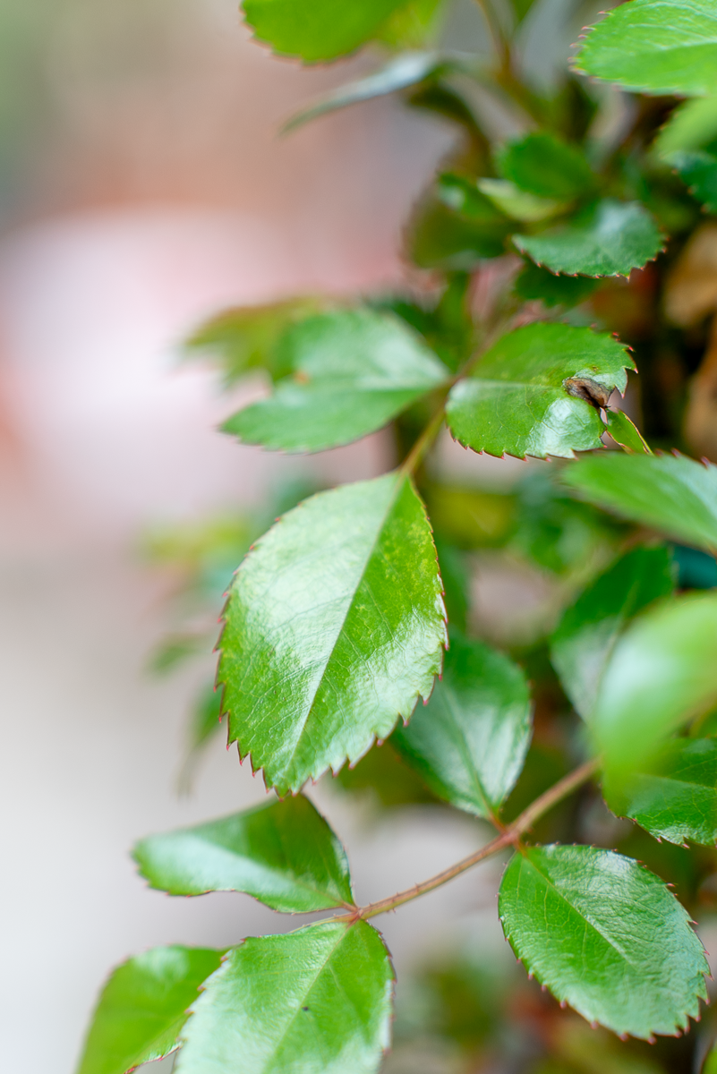 Rosa Polvere Di Stelle