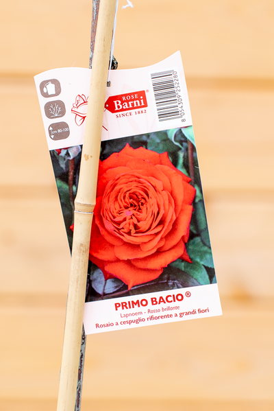 Rosa Alberello Primo Bacio