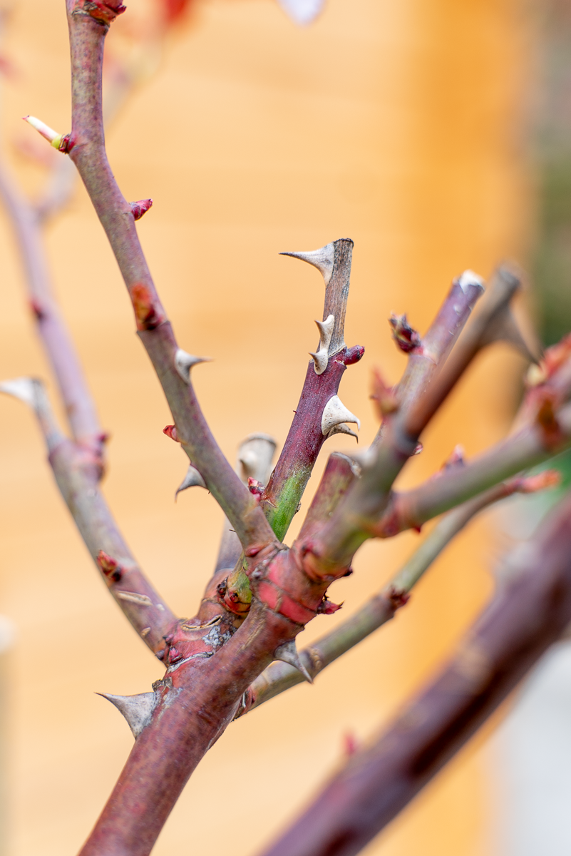 Rosa Alberello Primo Bacio