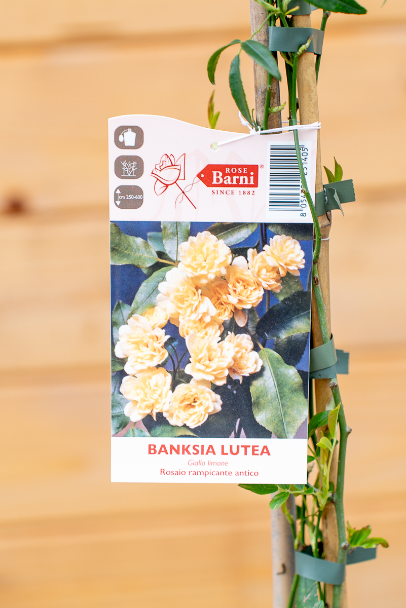 Rosa Banksia Lutea