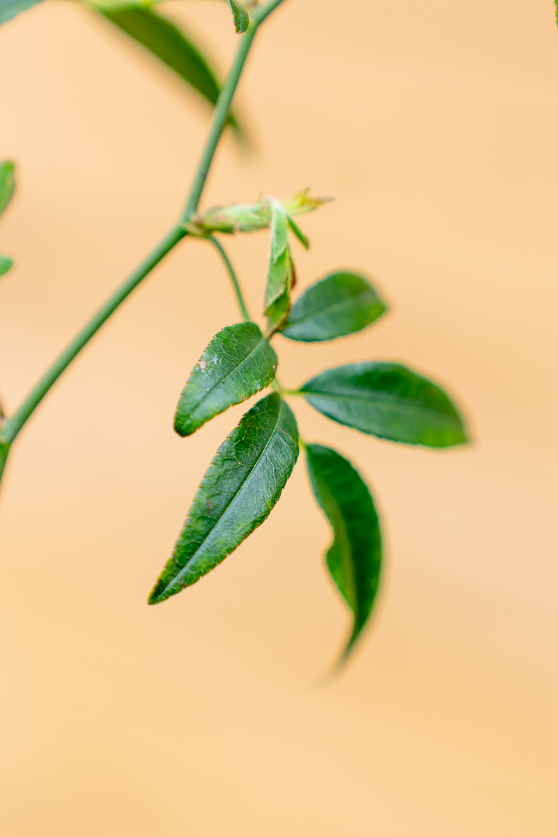 Rosa Banksia Lutea
