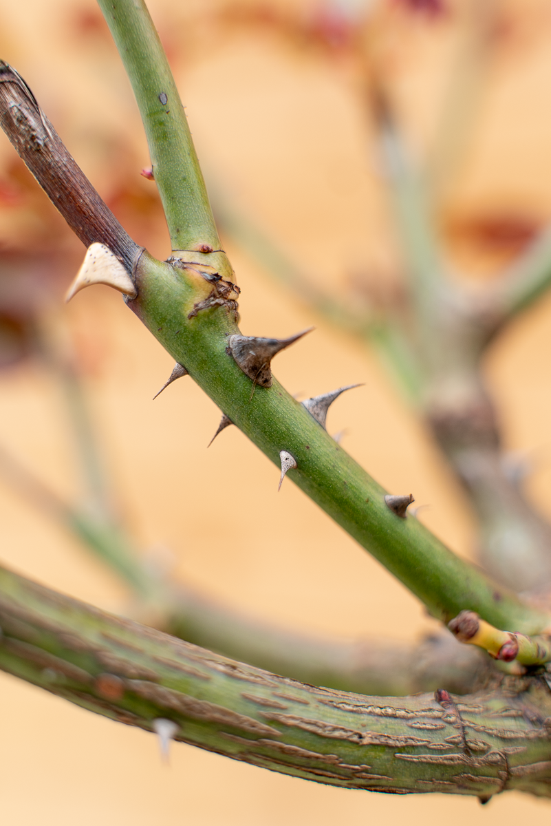 Rosa Giovanni Paolo II