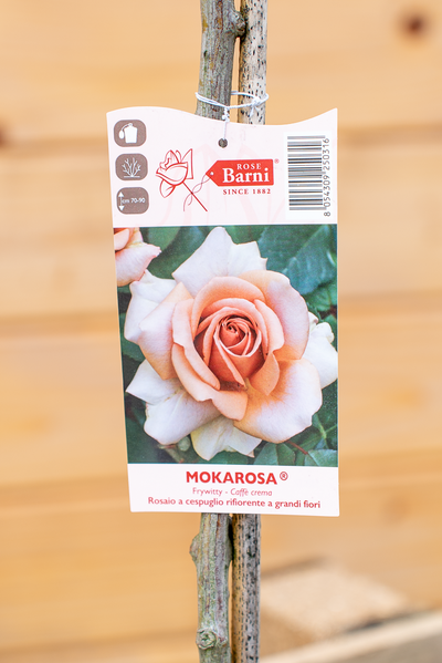 Rosa Alberello Mokarosa