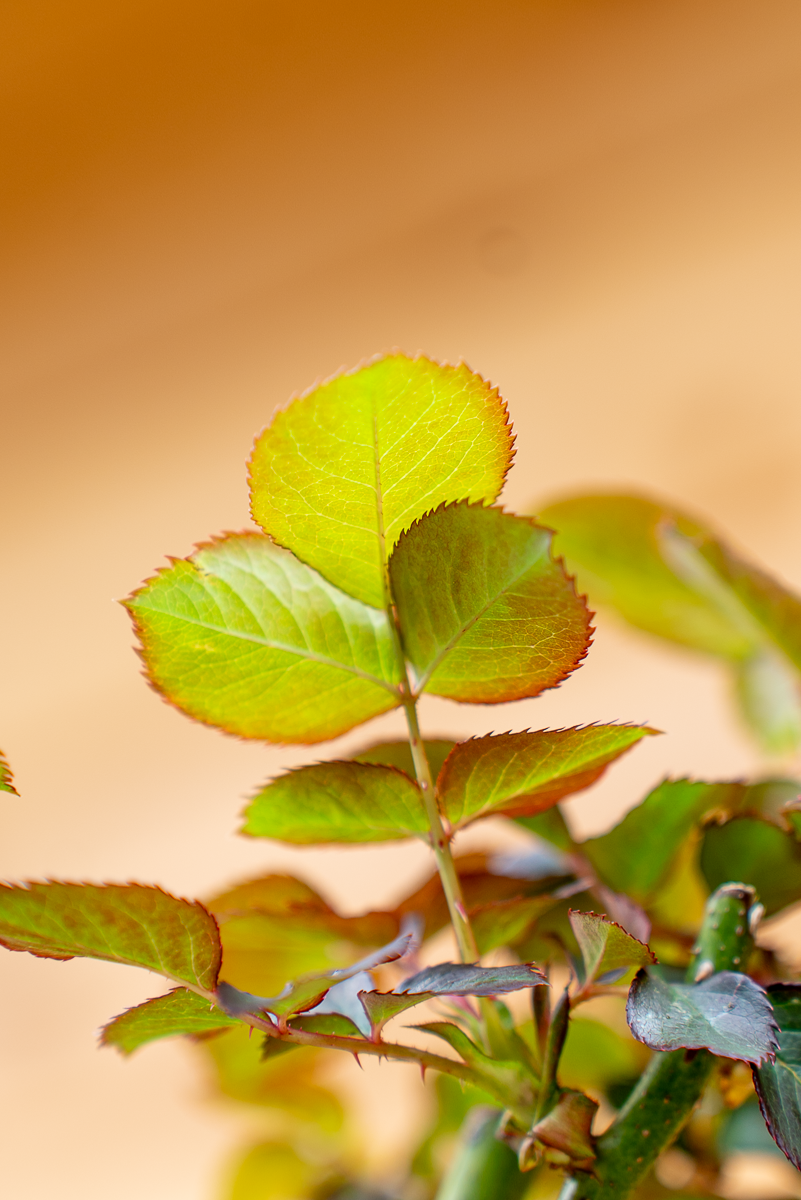 Rosa Alberello Mokarosa