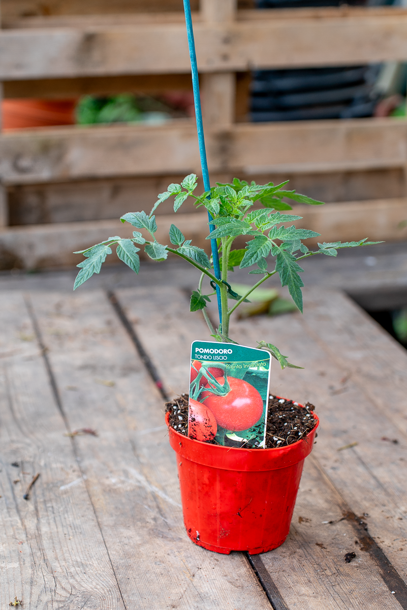 Pomodoro Tondo Liscio Innestato