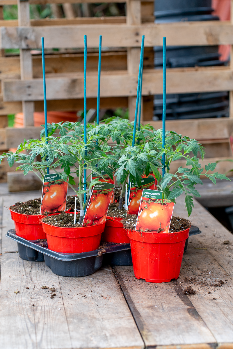 Pomodoro Cuore Di Bue