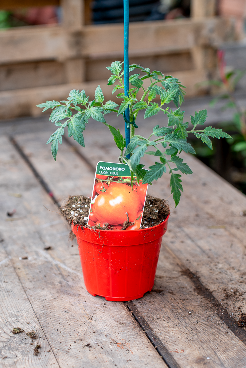 Pomodoro Cuore Di Bue