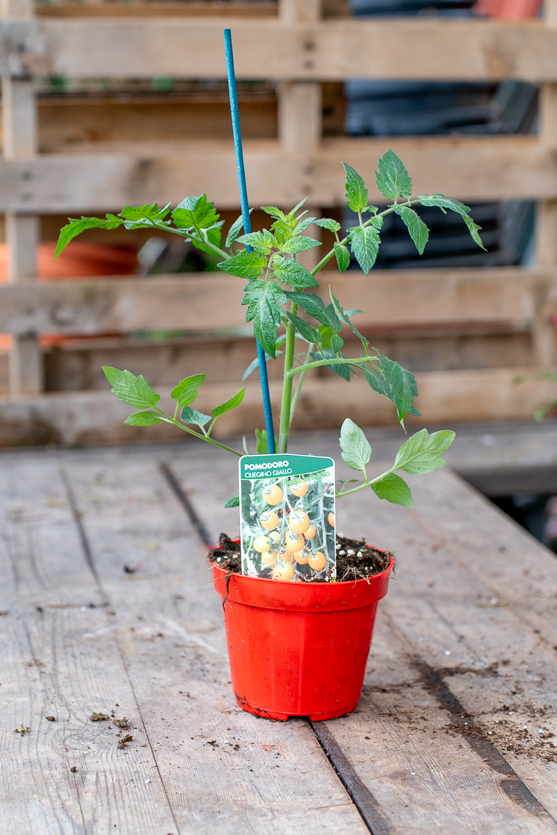 Pomodoro Ciliegino Giallo