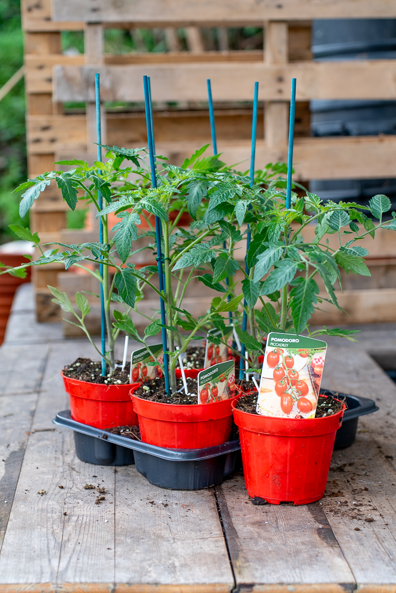 Pomodoro Piccadilly