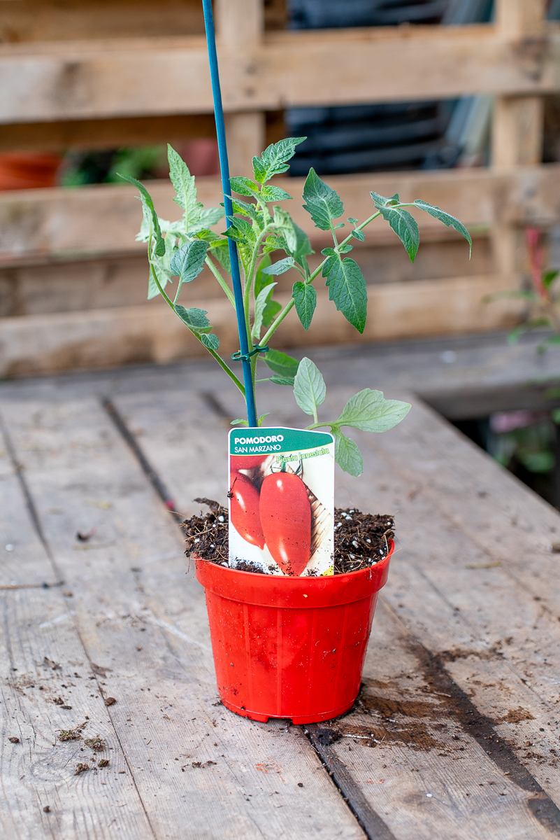 Pomodoro San Marzano