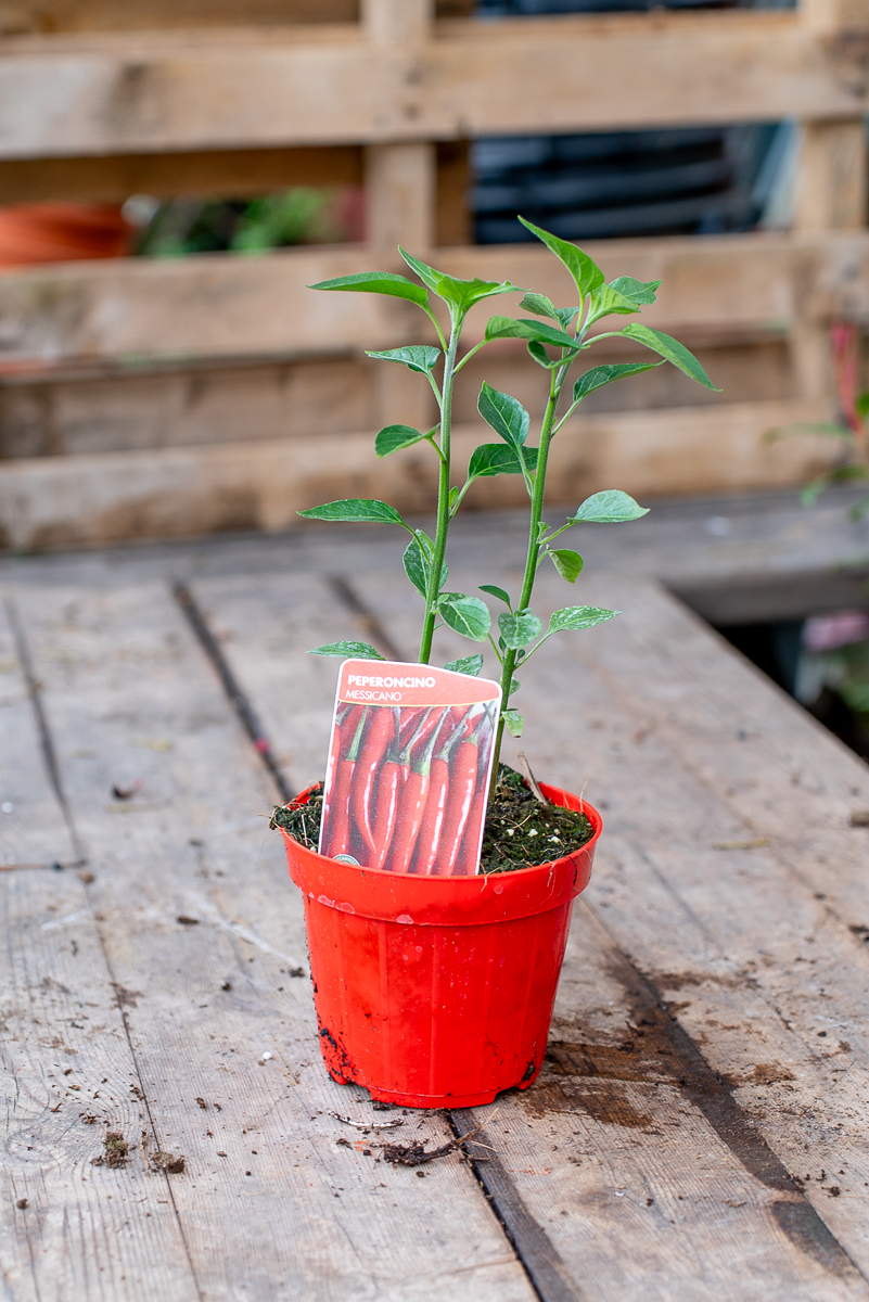 Peperoncino Messicano