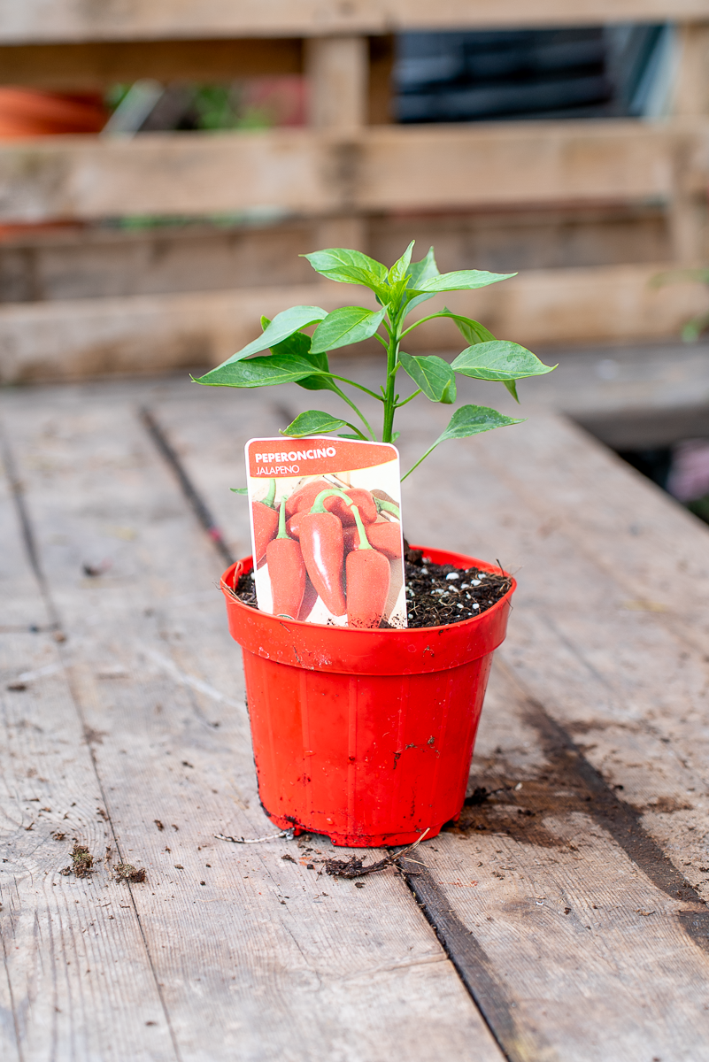 Peperoncino Jalapeño