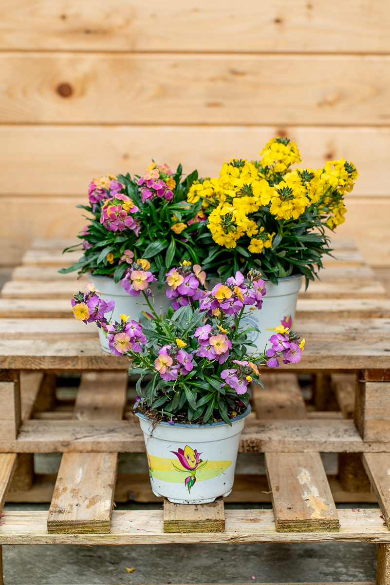 Erysimum