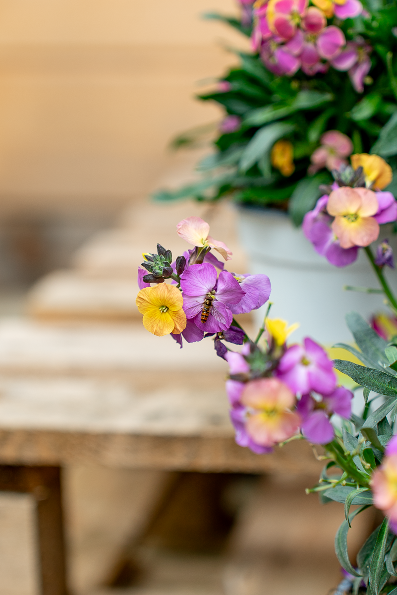 Erysimum