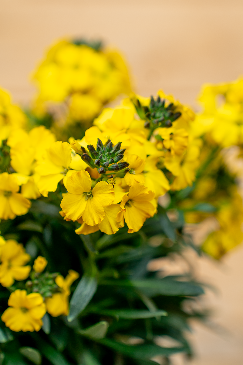 Erysimum