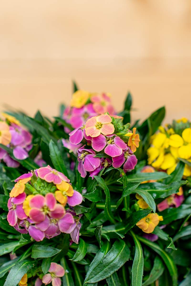 Erysimum