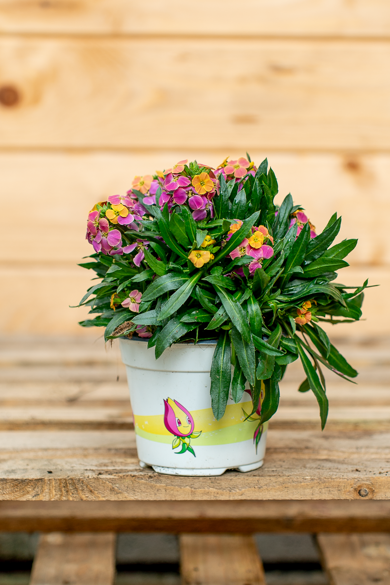 Erysimum