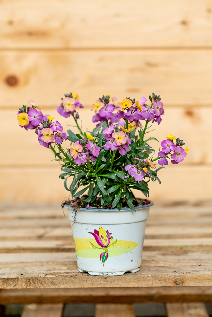 Erysimum