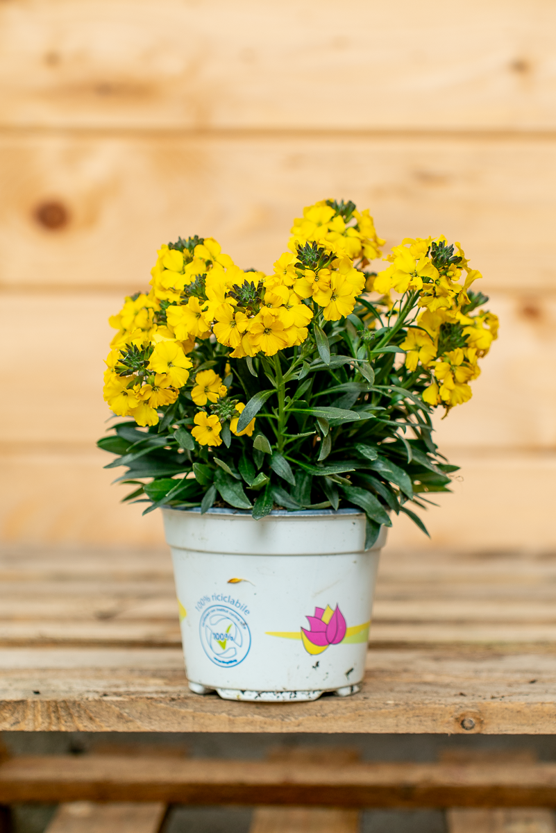 Erysimum