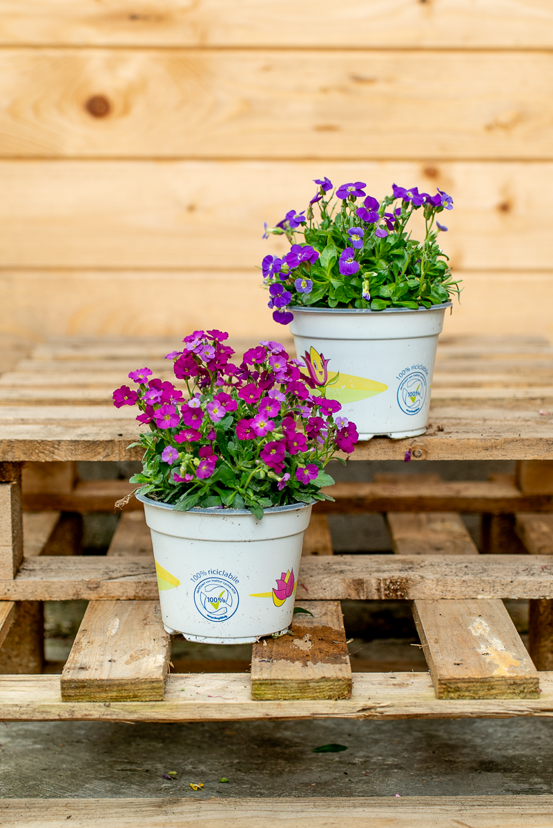 Aubretia