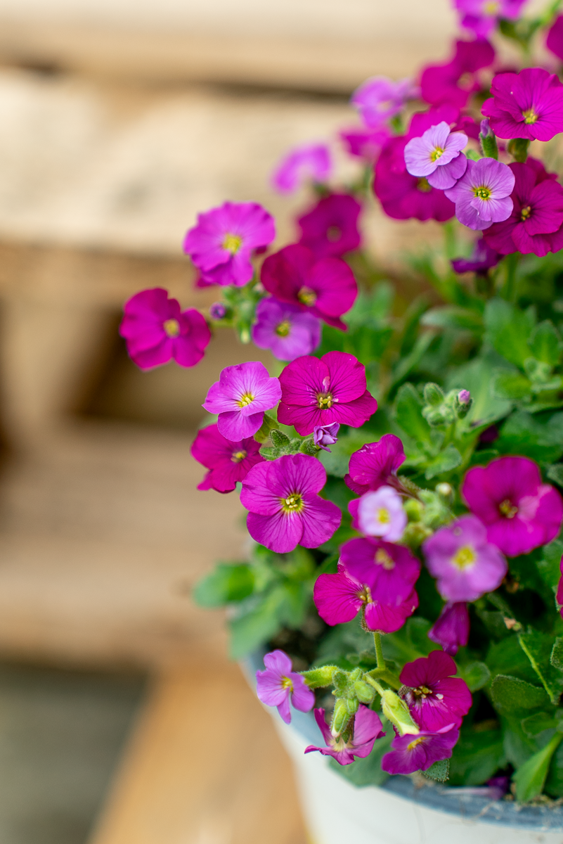 Aubretia