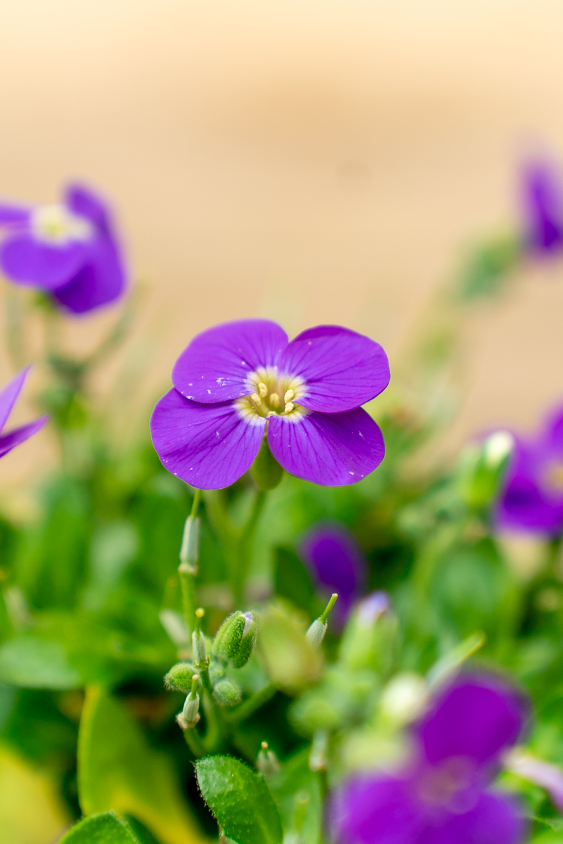 Aubretia