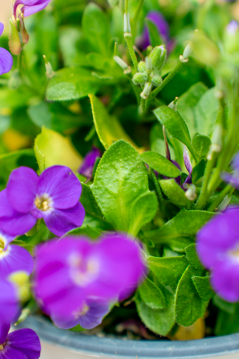 Aubretia