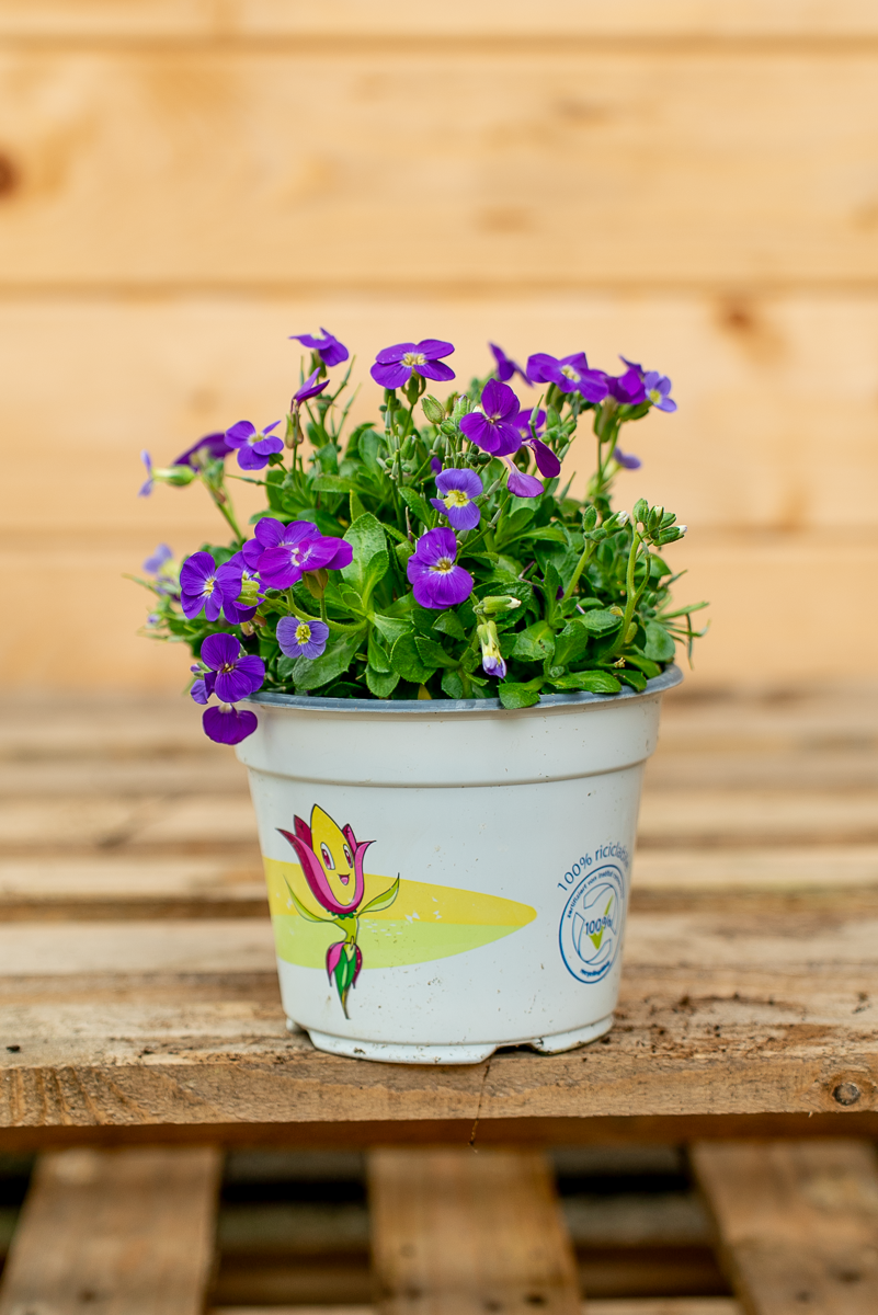 Aubretia