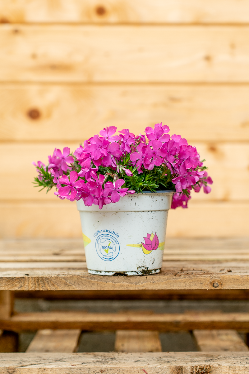 Phlox