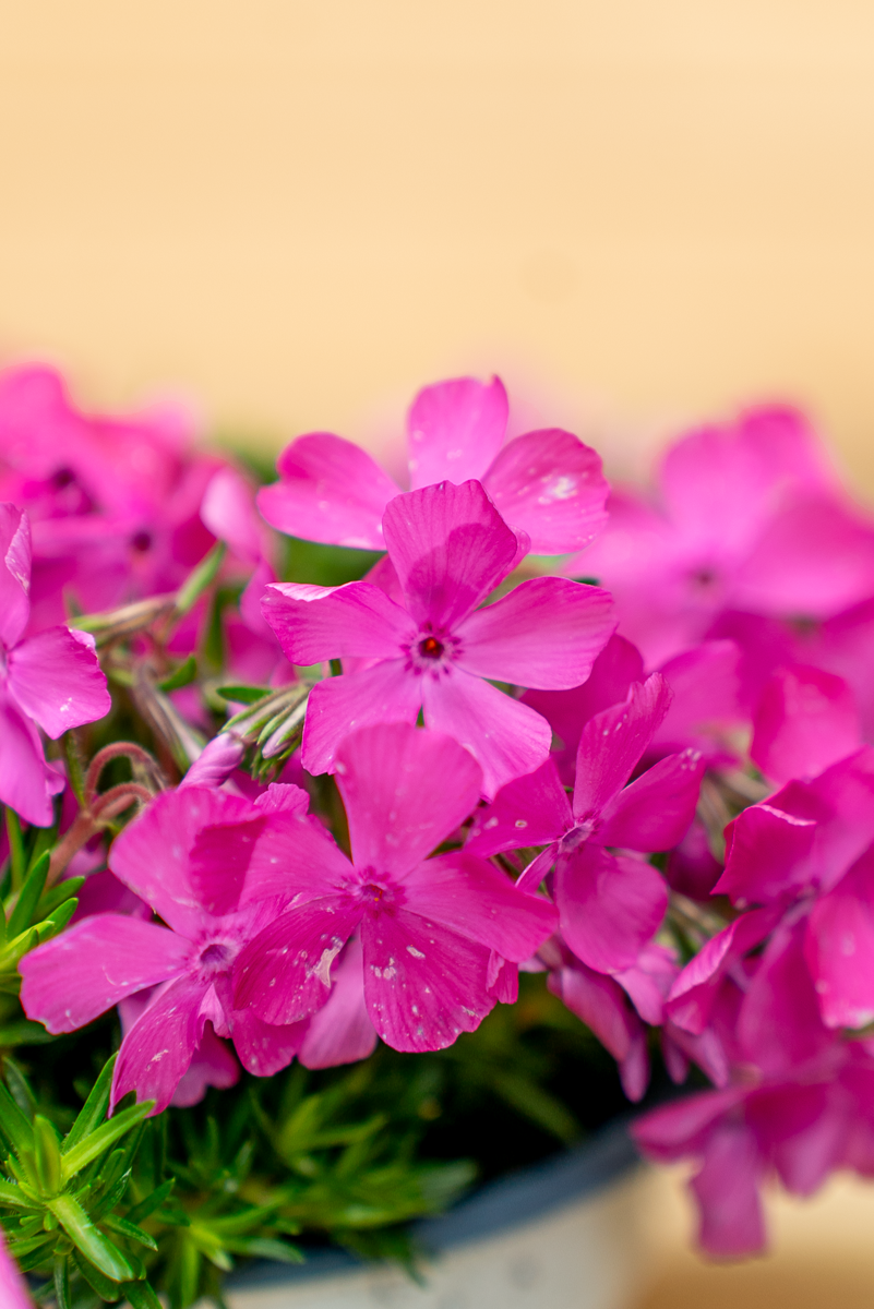 Phlox