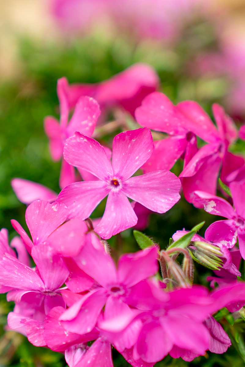 Phlox